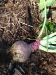 Fall Crop: Rutabaga