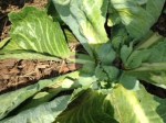 Fall crop: cabbage sprouts